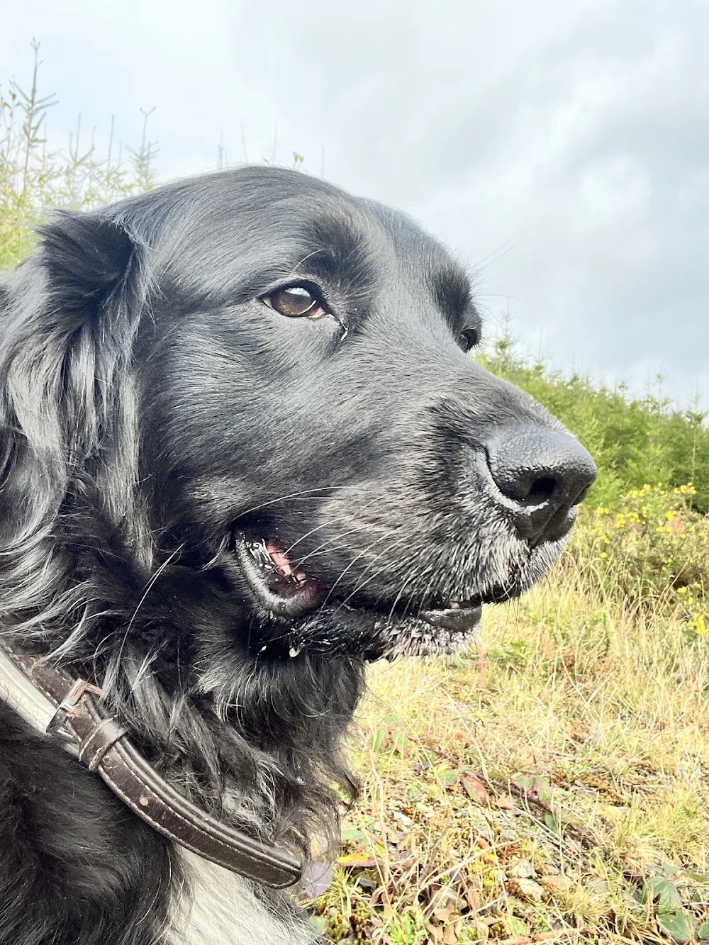 Tynydref Kennels - Gwynedd pet otel görseli 3