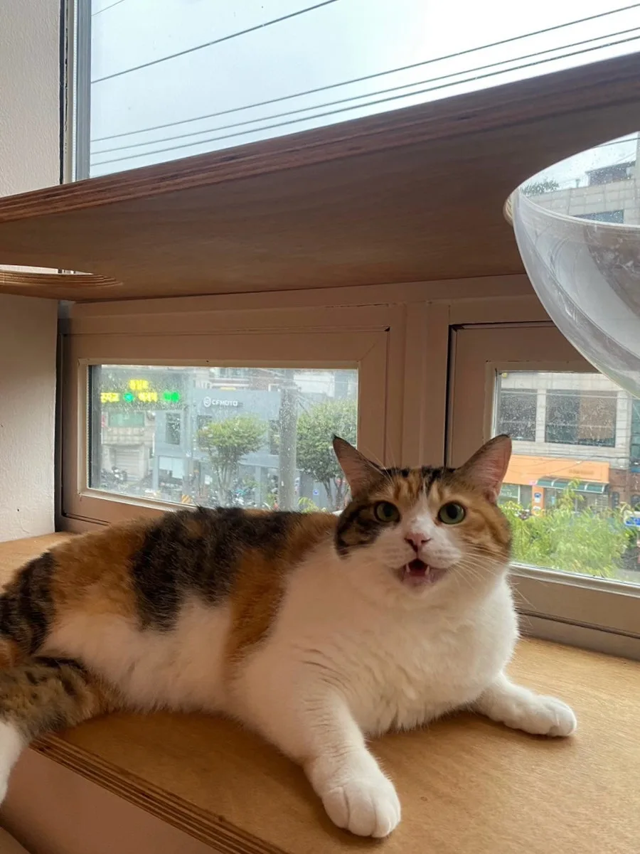 Cat Hotel Seoul (에어묘앤비) - Gyeonggi pet otel görseli 3