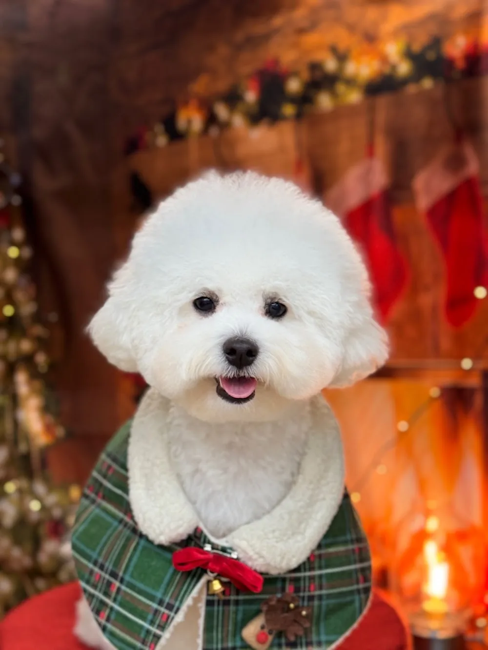 멍스테이 애견호텔 애견미용 수원광교점 (MungStay Dog Hotel Gwanggyo) - Gyeonggi pet otel