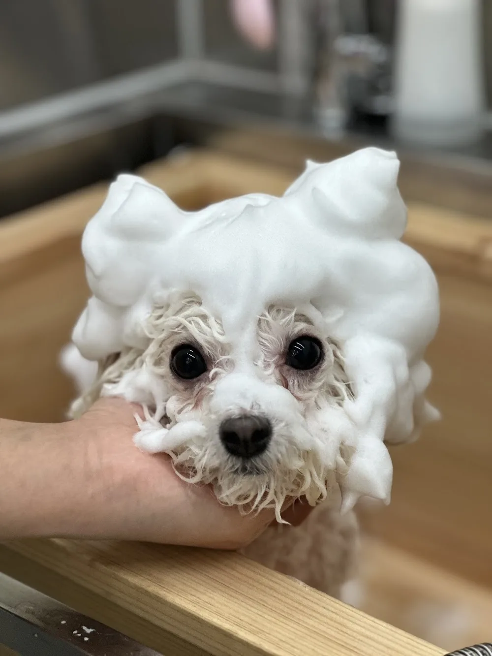 멍스테이 애견호텔 애견미용 수원광교점 (MungStay Dog Hotel Gwanggyo) - Gyeonggi pet otel görseli 3