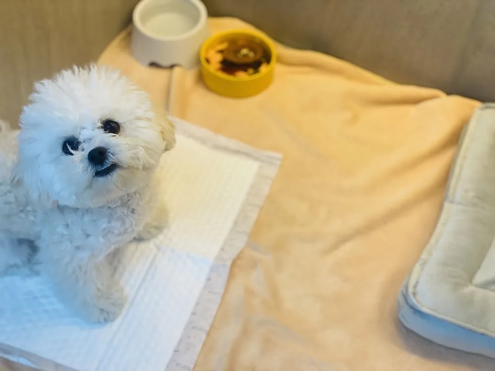 딩굴댕굴 애견호텔유치원 Osan Air Base Dog Boarding - Gyeonggi pet otel görseli 3