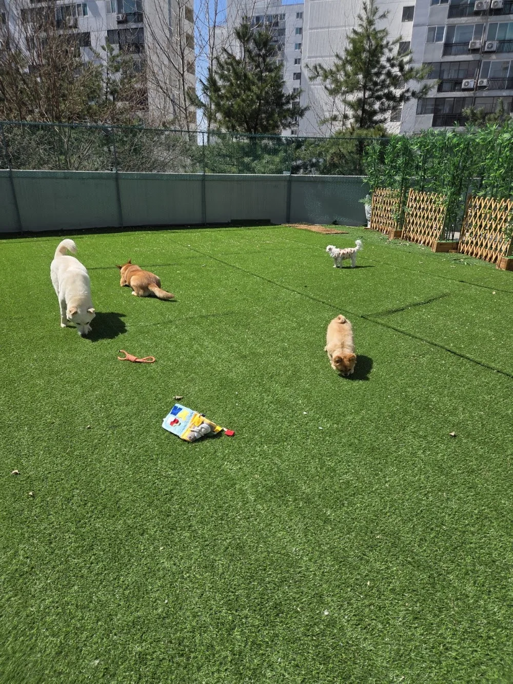 스위트독 반려견 호텔 (Sweet Dog Pet Hotel) - Gyeonggi pet otel