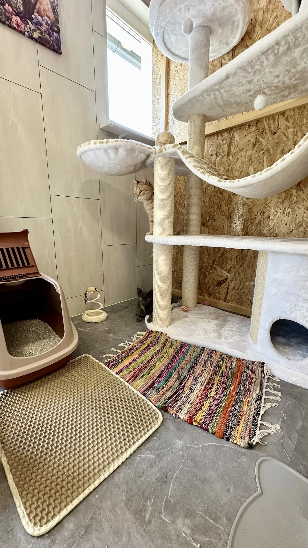 Bajszos Bajtársak Cicapanzió Győr közelében - Győr pet otel görseli 7