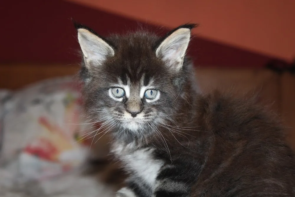 Bravelover Maine Coon Cattery - Győr pet otel görseli 6