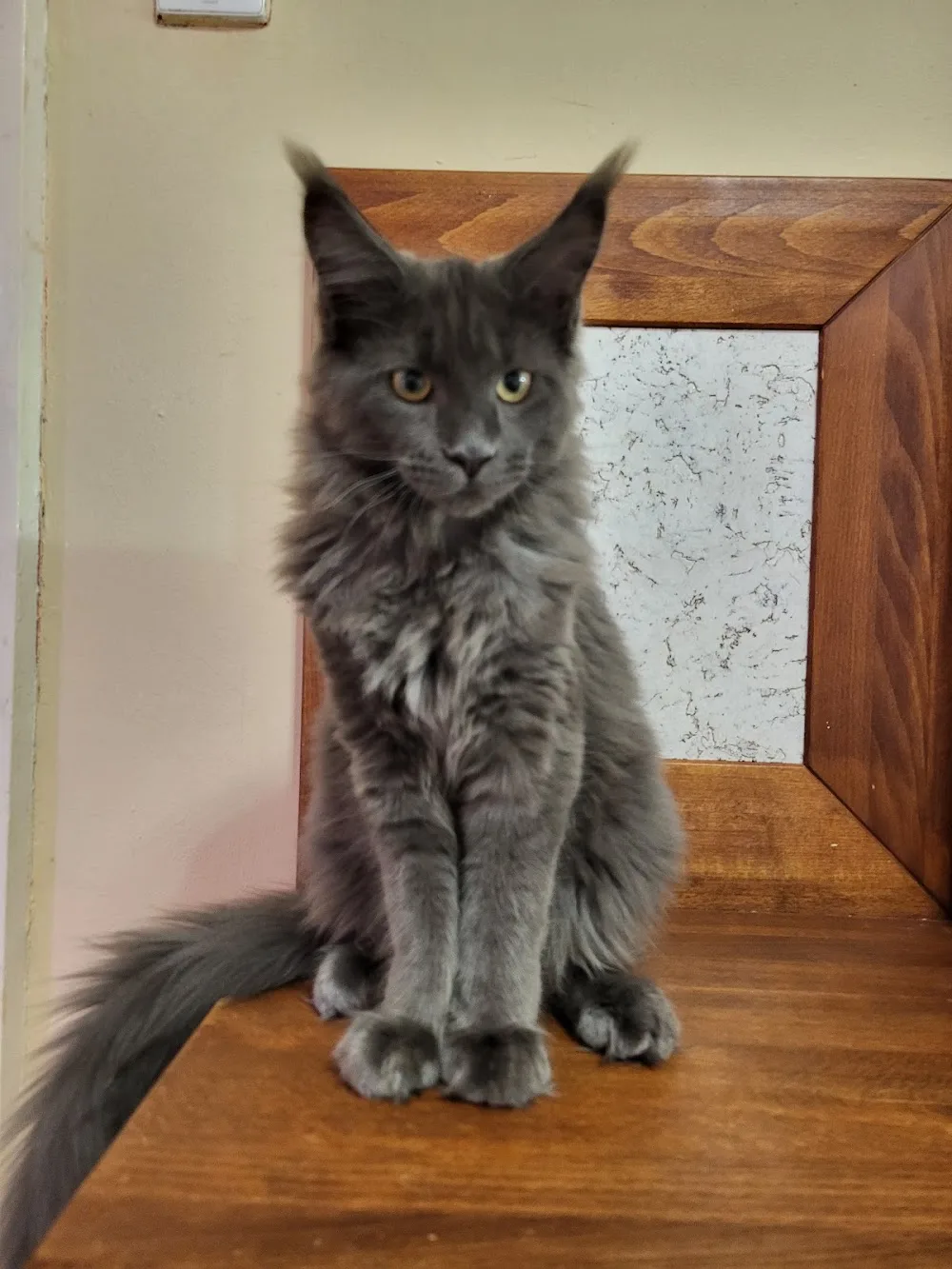 Bravelover Maine Coon Cattery - Győr pet otel görseli 7