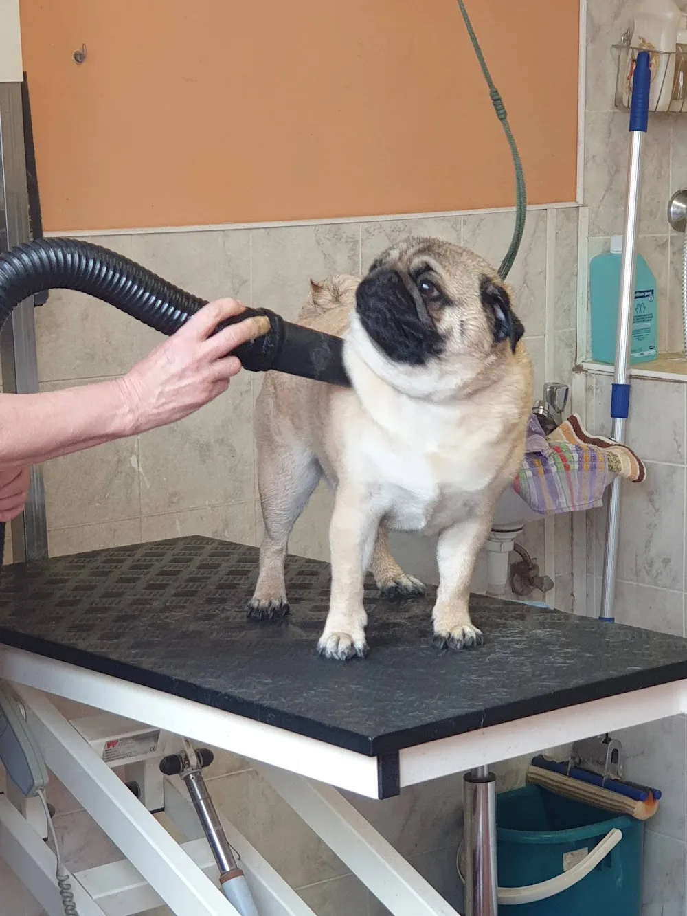 Ezüst Gránit Kennel - Győr pet otel
