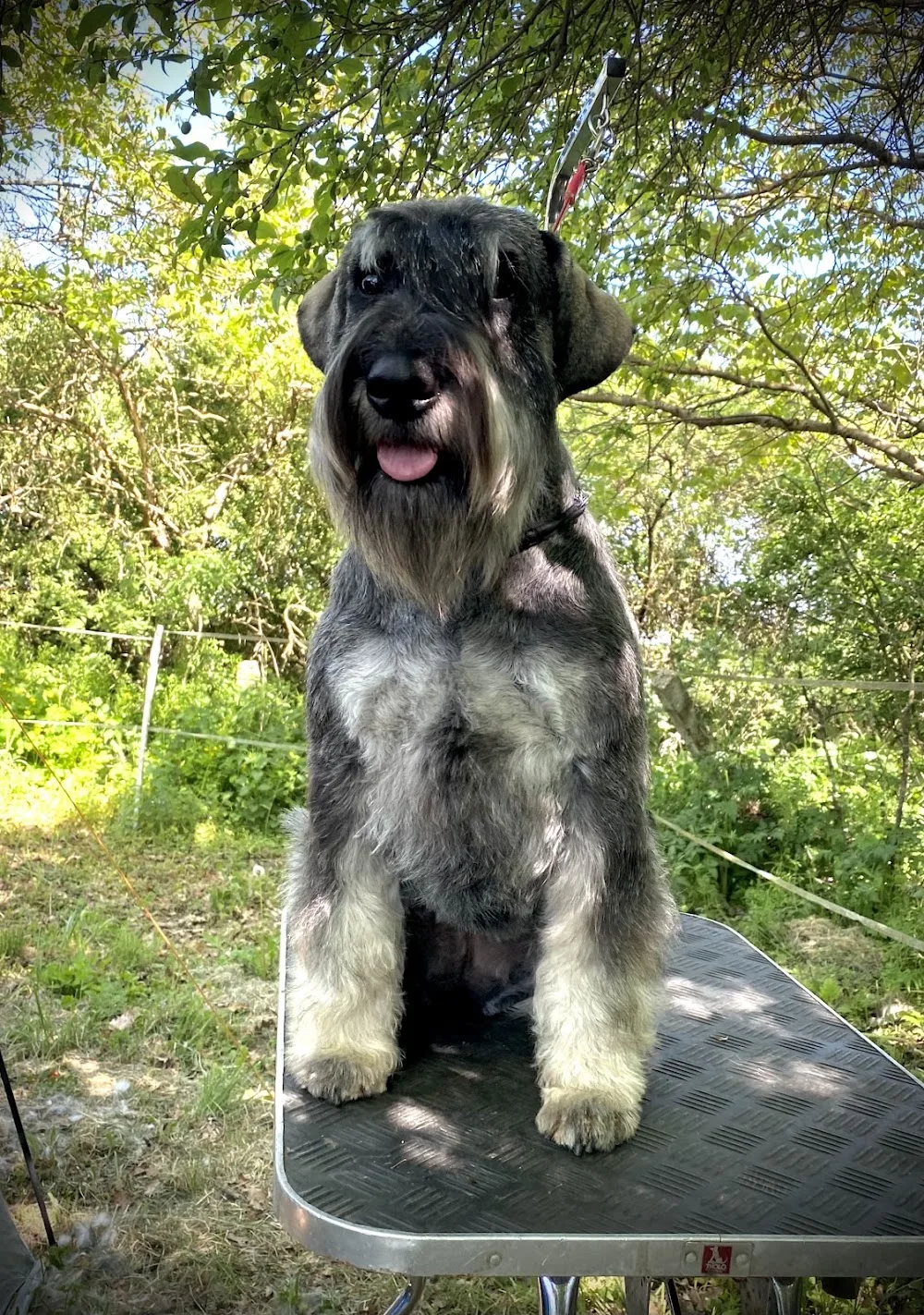 Ezüst Gránit Kennel - Győr pet otel görseli 7