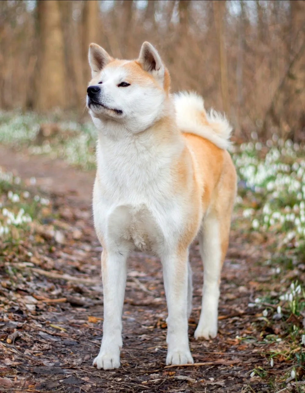 Akai sora akita inu kennel - Győr-Moson-Sopron County pet otel