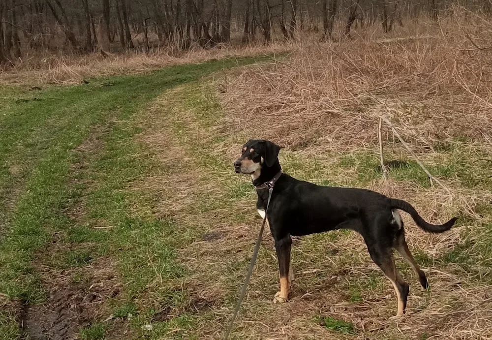 Tőzegtavi Erdélyi Kopó Kennel - Győr-Moson-Sopron County pet otel görseli 2