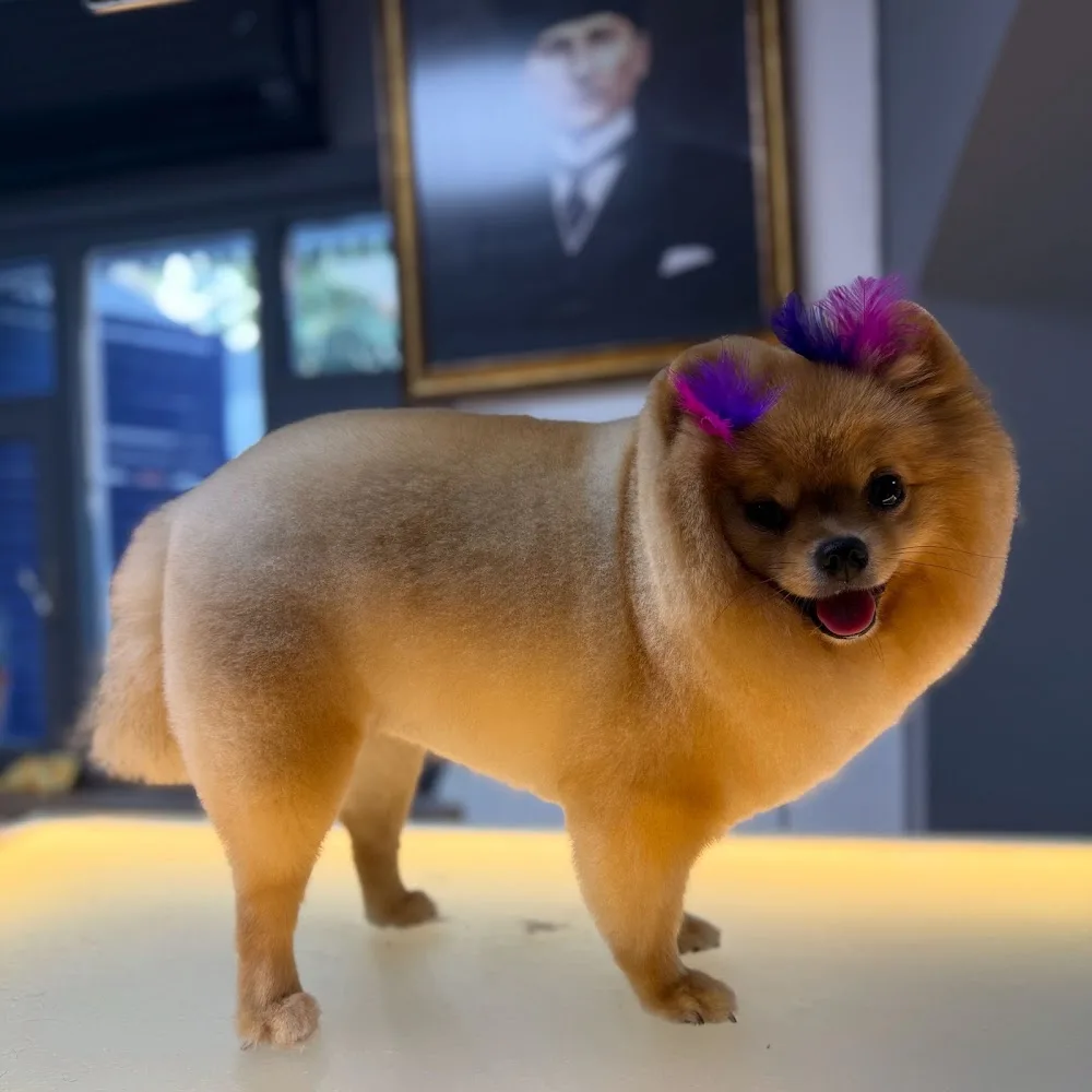 Hachiko Tekirdağ Pet Kuaför & Pet hotel & Pet kuaför eğitimi - Tekirdağ pet otel görseli 3