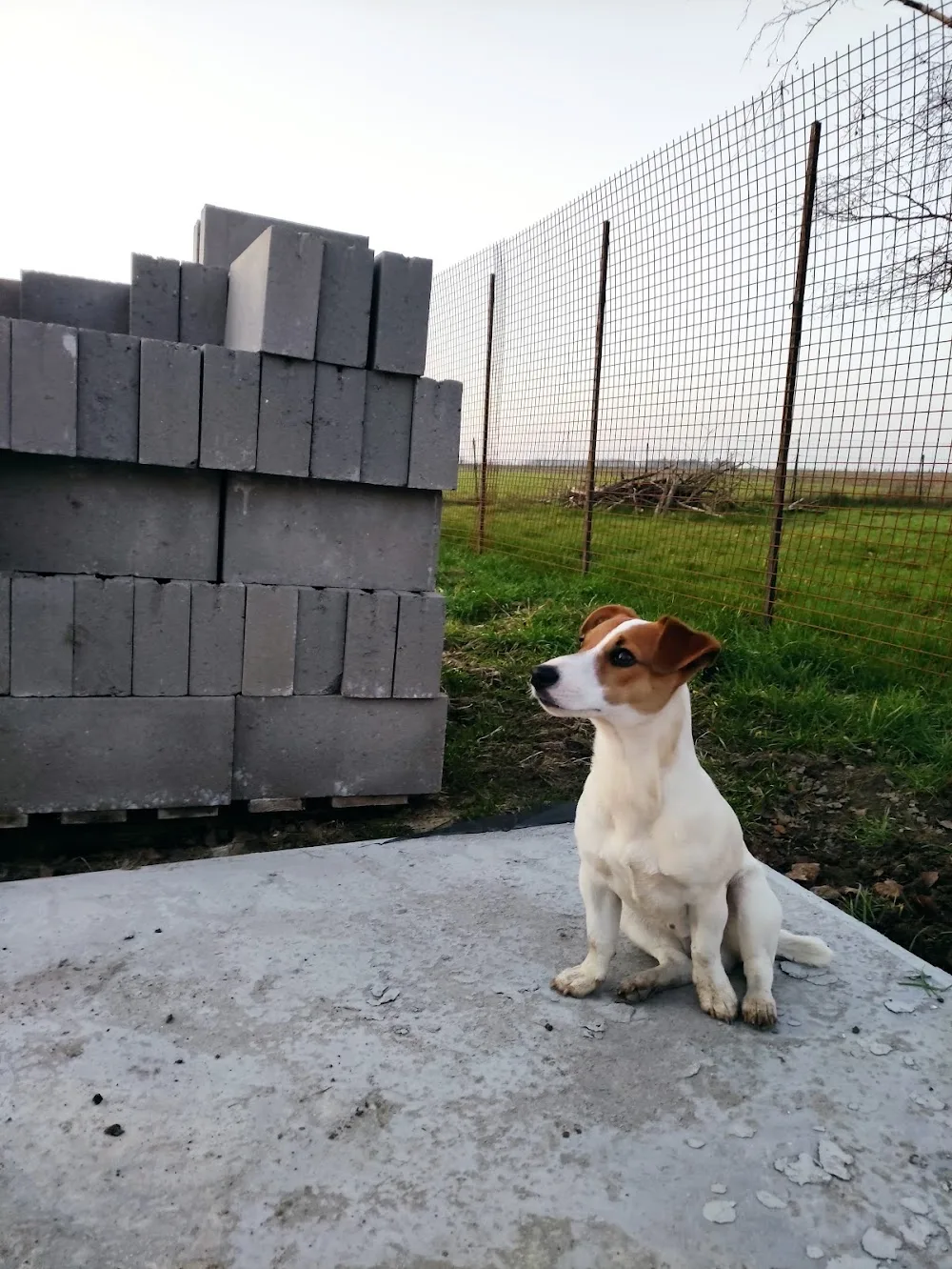 La Canilune - Pension pour Chiens - Hainaut pet otel