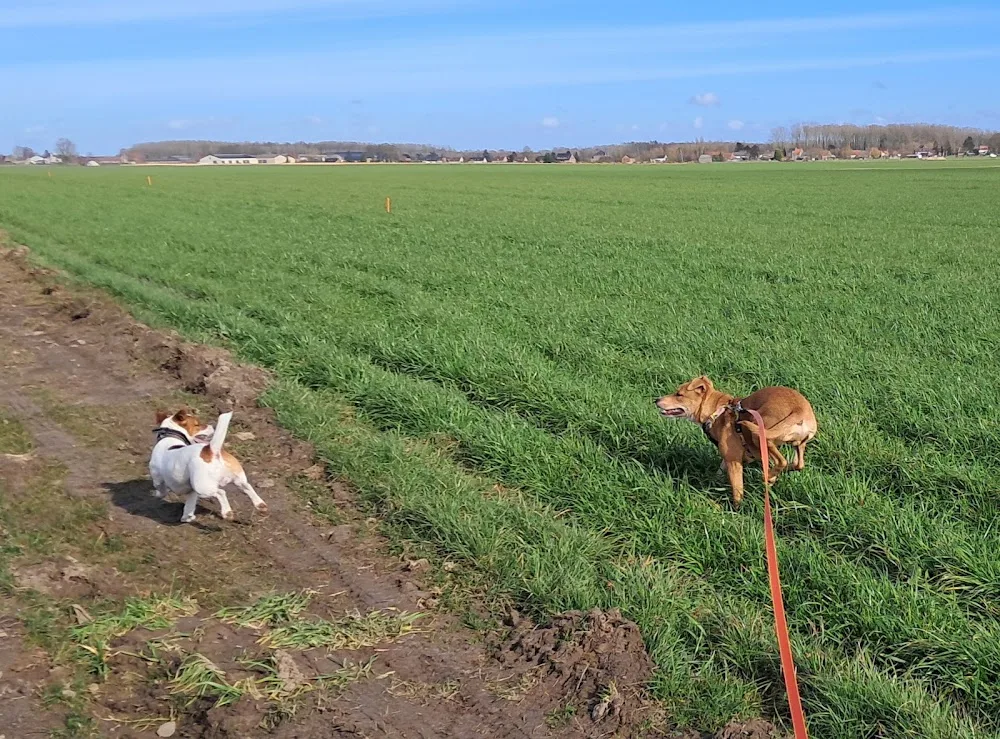 La Canilune - Pension pour Chiens - Hainaut pet otel görseli 7