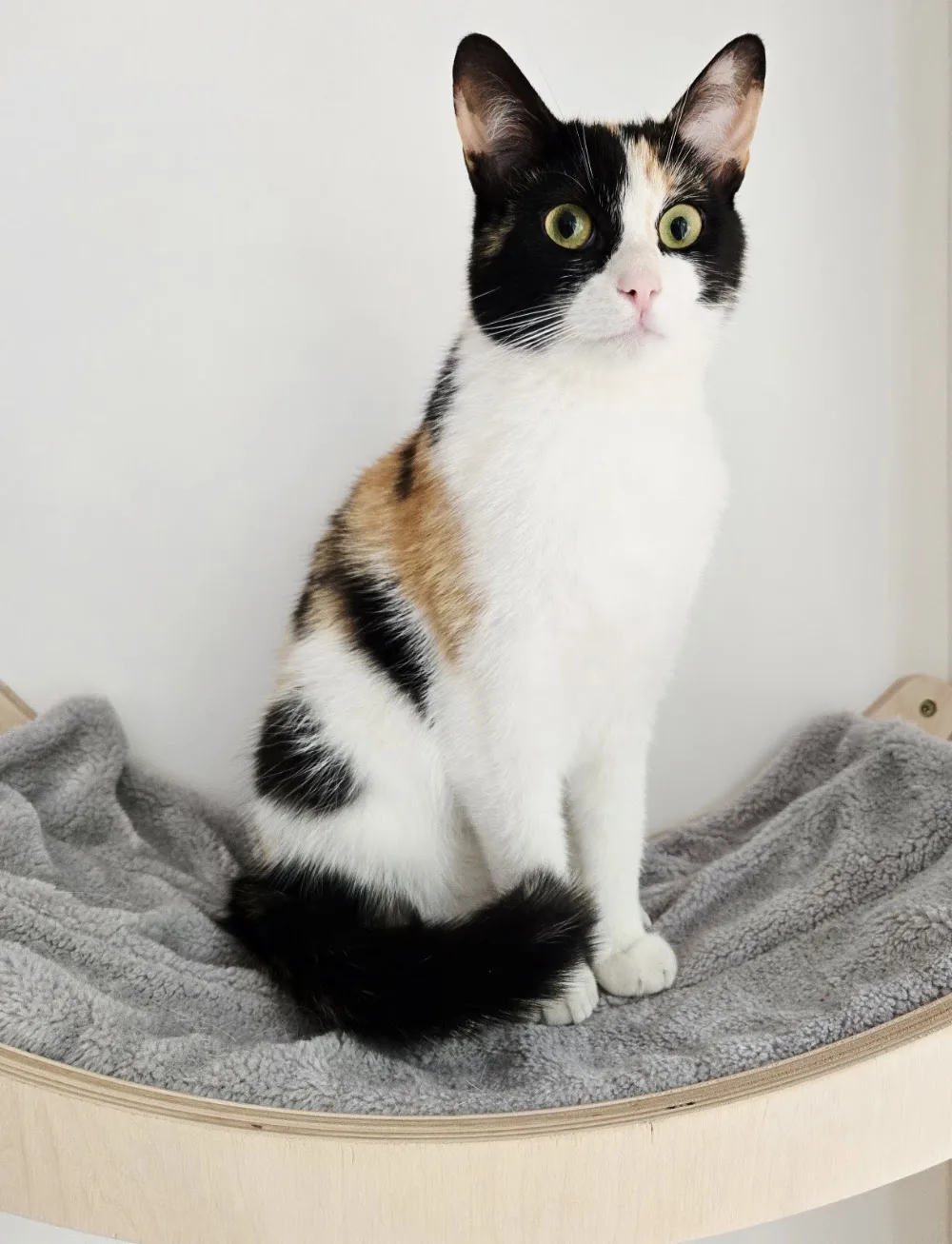 La Maison d'Aurèle - Pension agréée & garde de chats (Proche de Tournai - Leuze - Peruwelz et Ath) - Hainaut pet otel görseli 3