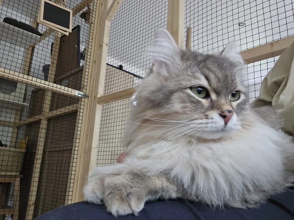 La Maison d'Aurèle - Pension agréée & garde de chats (Proche de Tournai - Leuze - Peruwelz et Ath) - Hainaut pet otel görseli 6