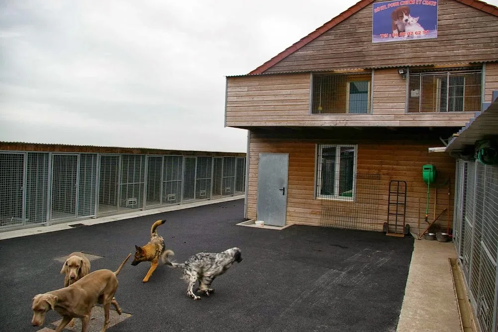 La Pension chiens chats du Val de Sambre - Hainaut pet otel