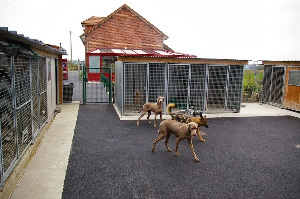 La Pension chiens chats du Val de Sambre - Hainaut pet otel görseli 3