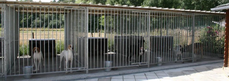Lequime / Eleonore - Les Brumes des Bois - Hainaut pet otel