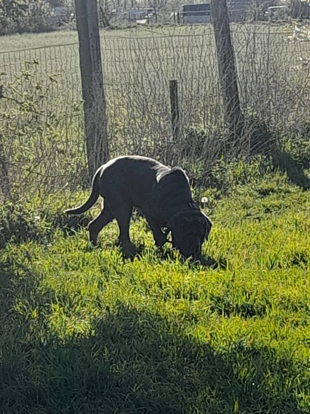 Pension Diablotin Dog - Hainaut pet otel görseli 3