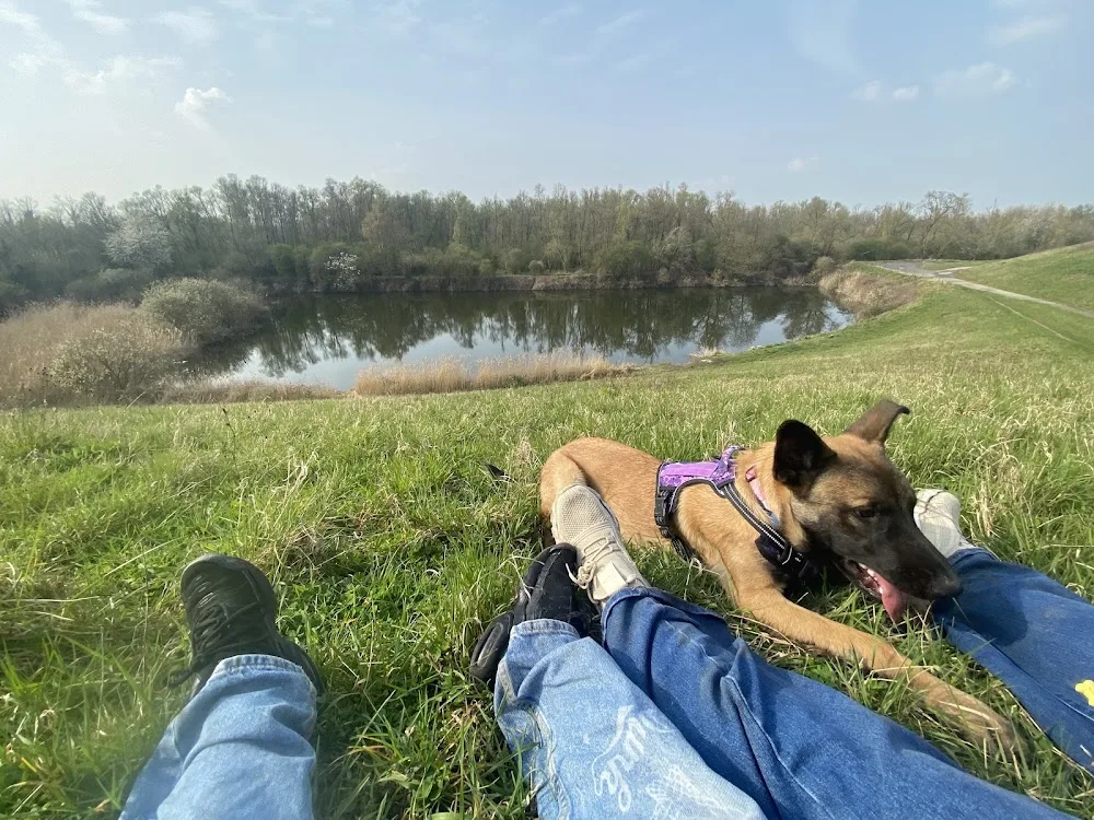 SandriPattes Les patounes du Hainaut - Hainaut pet otel görseli 3