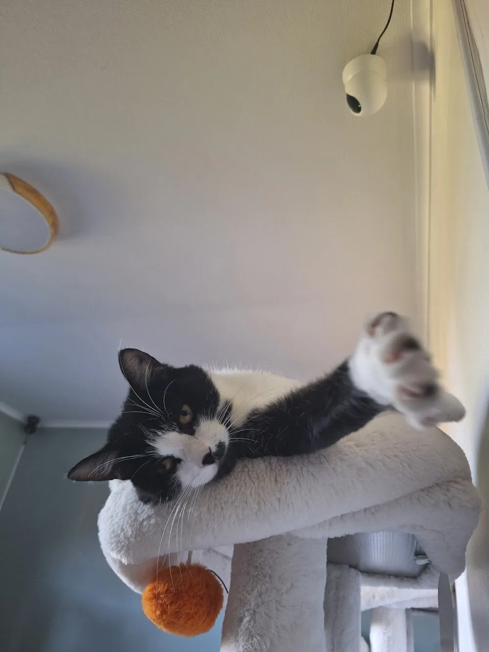 Sofisticats - pension pour chats et petsitting - Hainaut pet otel görseli 2