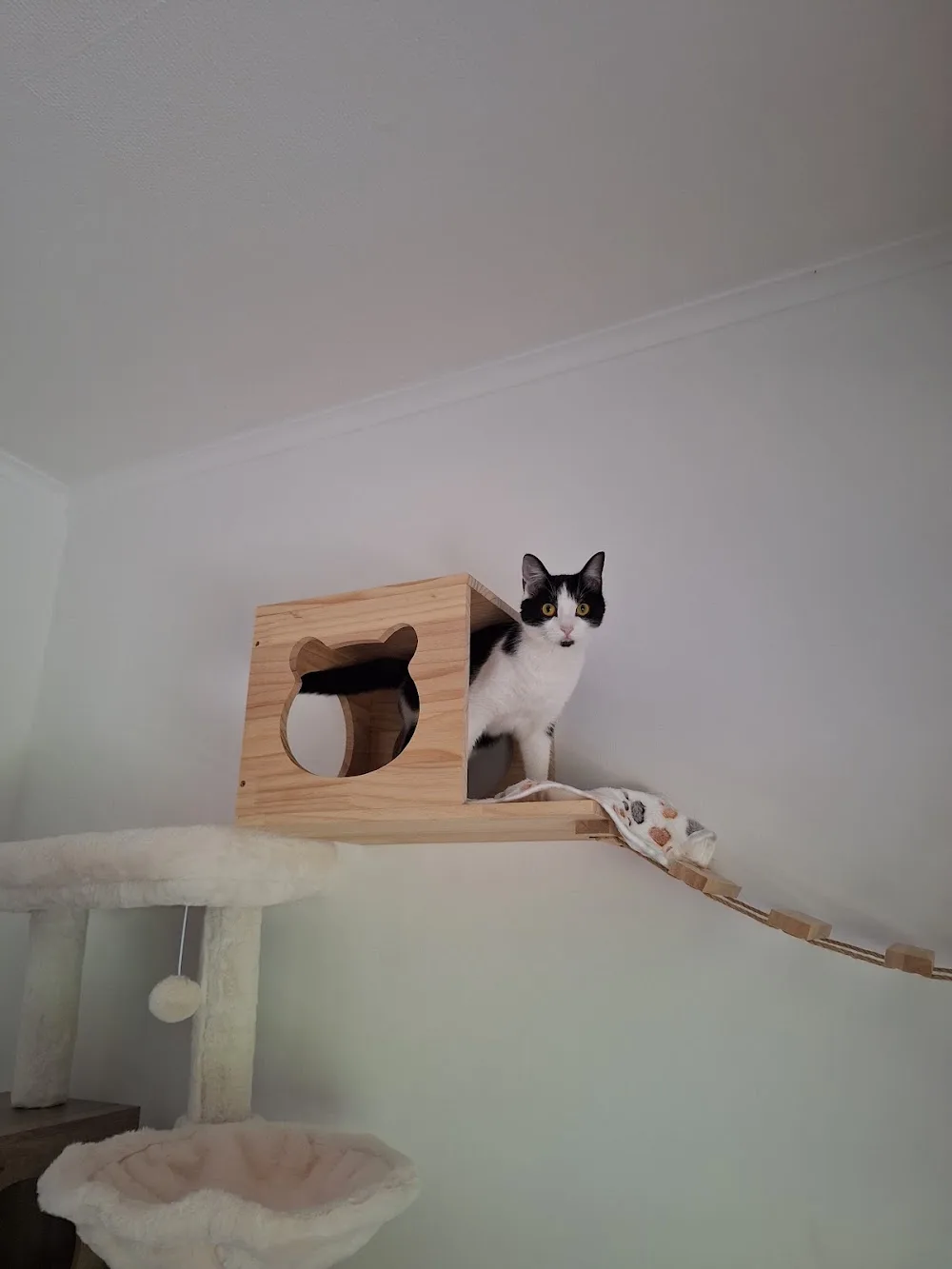 Sofisticats - pension pour chats et petsitting - Hainaut pet otel görseli 3