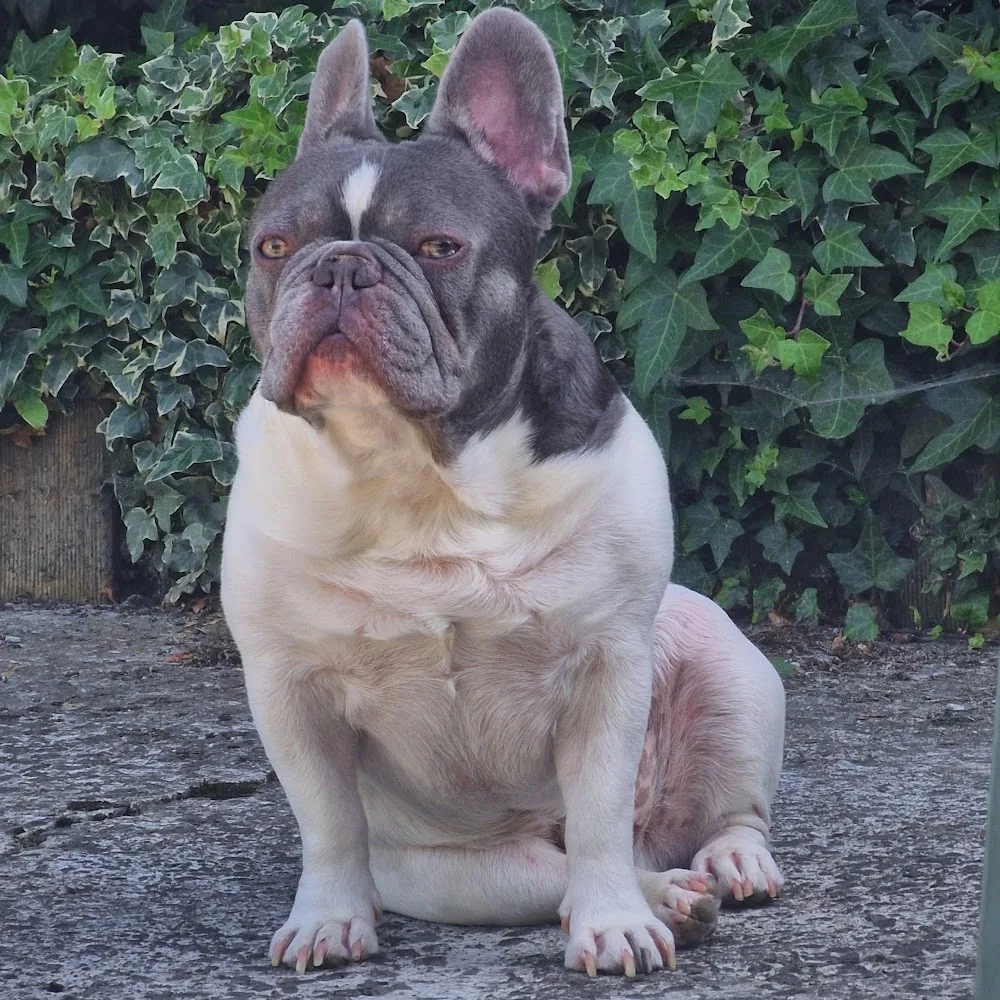 Taillieu Elodie- Educateur comportementaliste -Service de garde d'animaux - Hainaut pet otel görseli 5