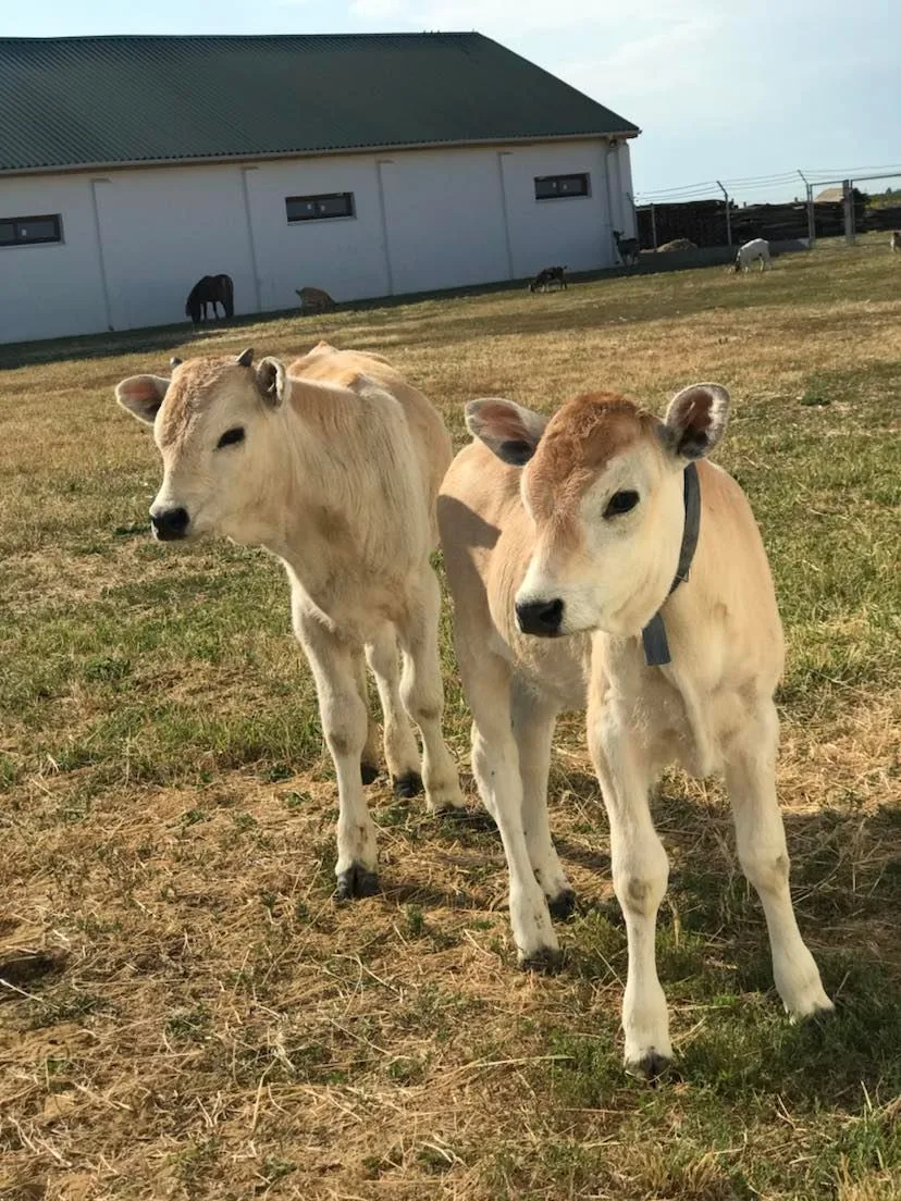 Angyalháza kutyapanzió és kisállat simogató - Hajdú-Bihar County pet otel