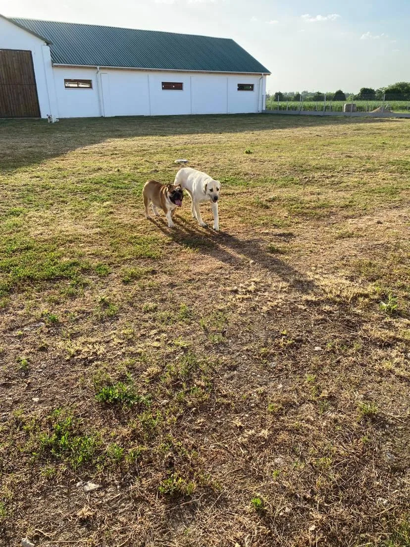 Angyalháza kutyapanzió és kisállat simogató - Hajdú-Bihar County pet otel görseli 3