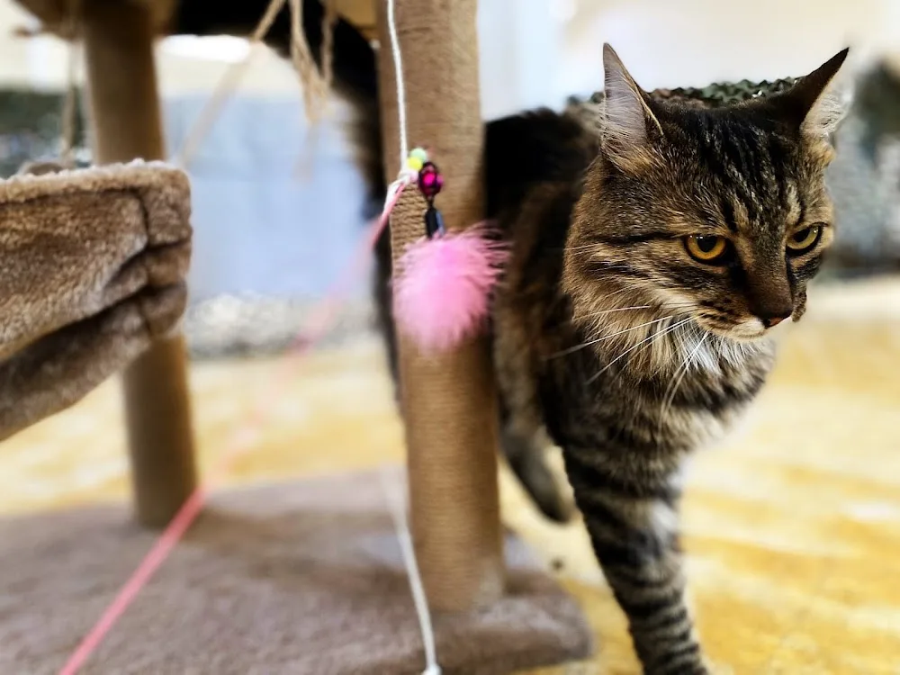 Cat-O-Lodge Cicapanzió és Cicanapközi Debrecen - Hajdú-Bihar County pet otel görseli 6
