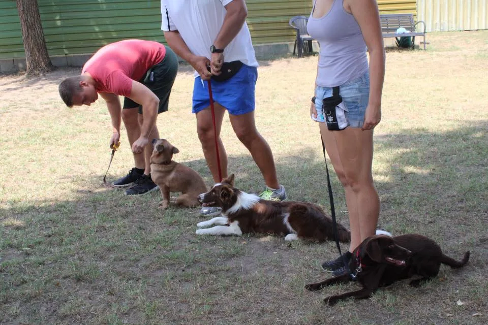 Dog-Like Kutyakozmetika és Panzió - Hajdú-Bihar County pet otel