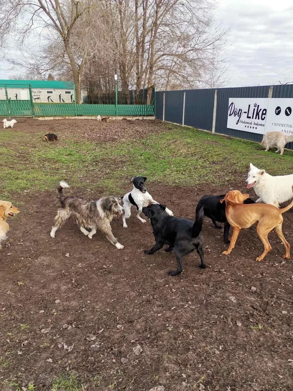 Dog-Like Kutyakozmetika és Panzió - Hajdú-Bihar County pet otel görseli 3