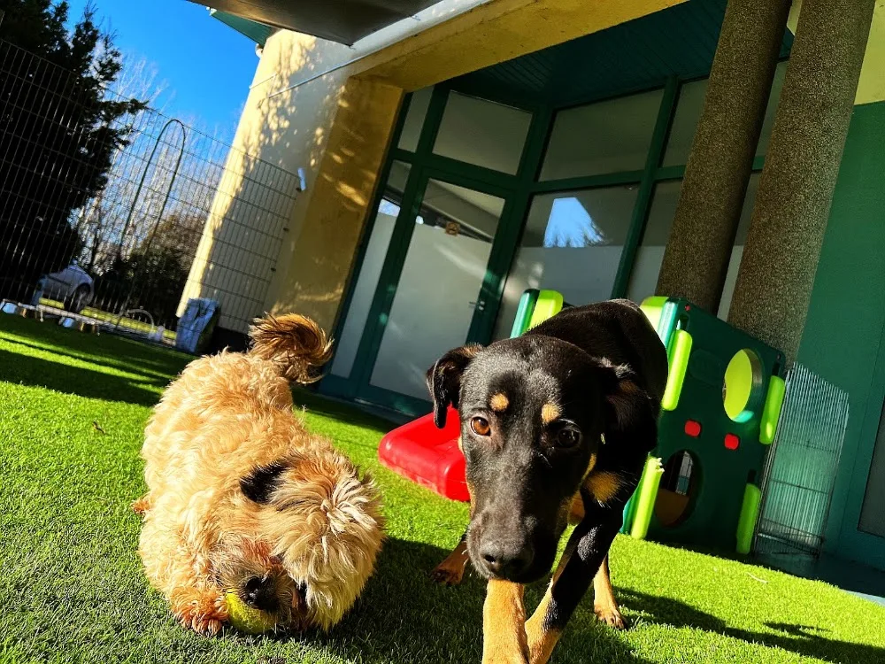 Dogmopolite Kutyapanzió és Kutyanapközi Debrecen - Hajdú-Bihar County pet otel