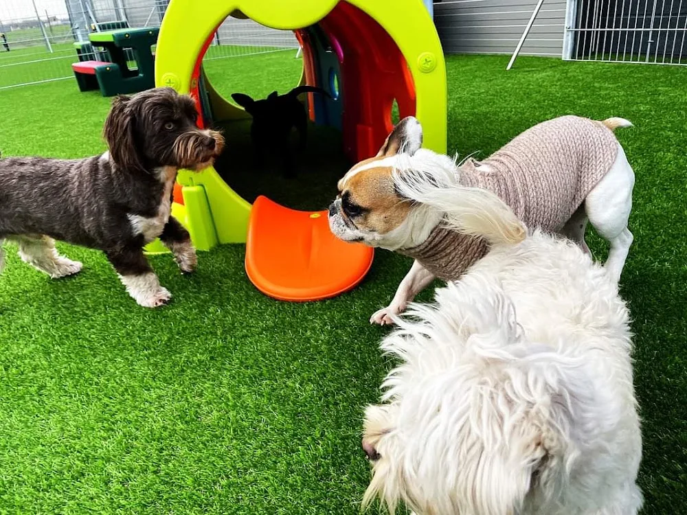 Dogmopolite Kutyapanzió és Kutyanapközi Debrecen - Hajdú-Bihar County pet otel görseli 3