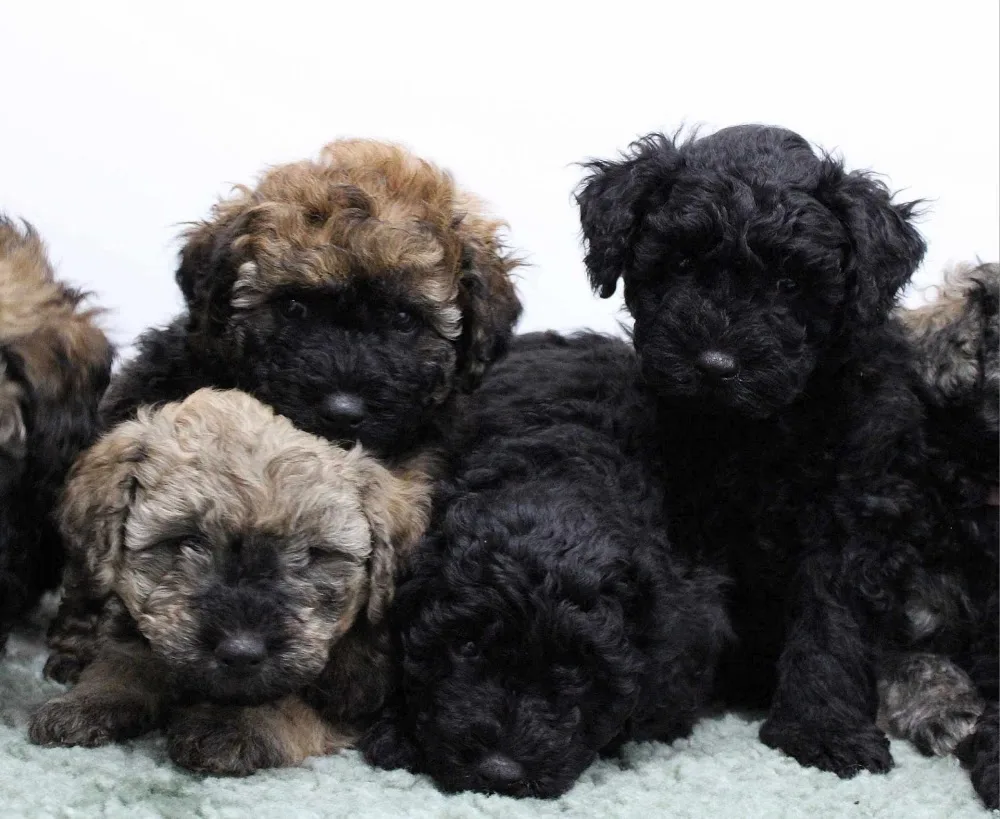 Feketeföldi-Hajdú Puli Kennel - Hajdú-Bihar County pet otel görseli 3