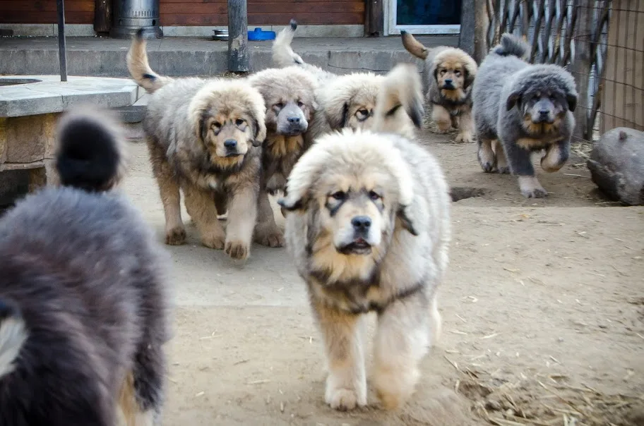 Kennel Forest Grassland - Tibetan Mastiff - Hajdú-Bihar County pet otel görseli 3