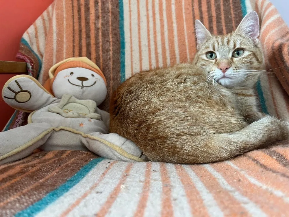 Macskamenta Cicapanzió - Hajdú-Bihar County pet otel görseli 3