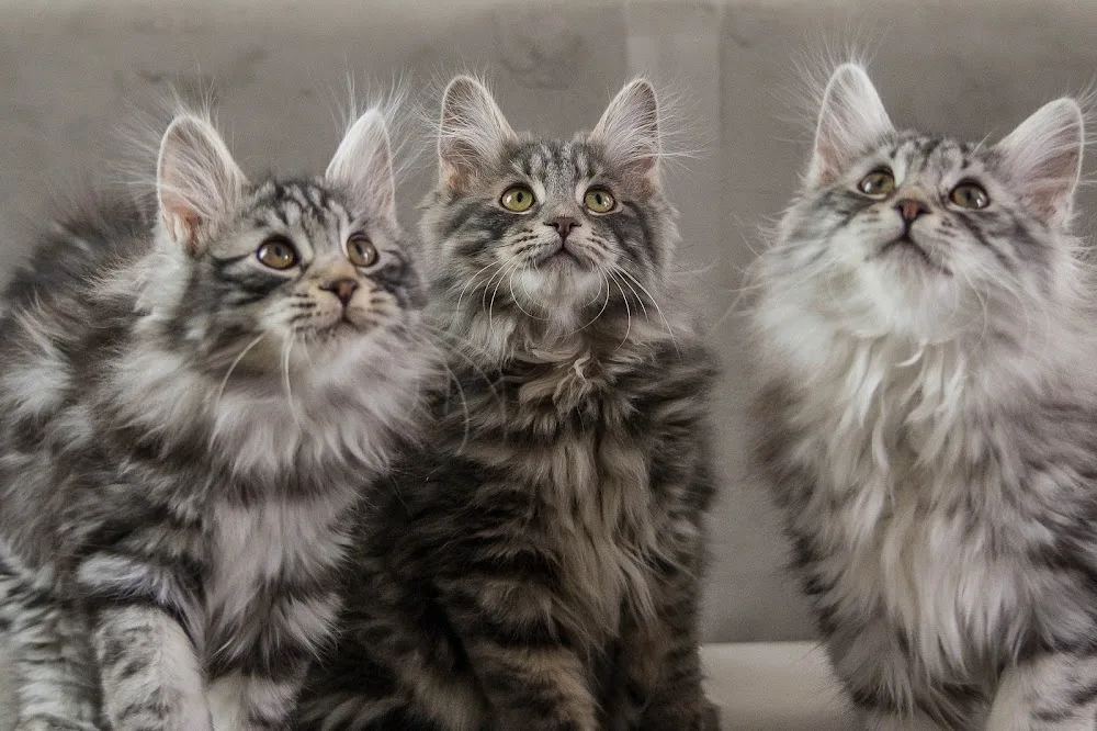 Russian Devil's Cattery - Hajdú-Bihar County pet otel