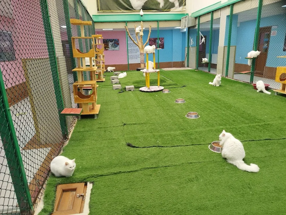 Turkish Van Cat Research Center - Hakkâri pet otel görseli 3