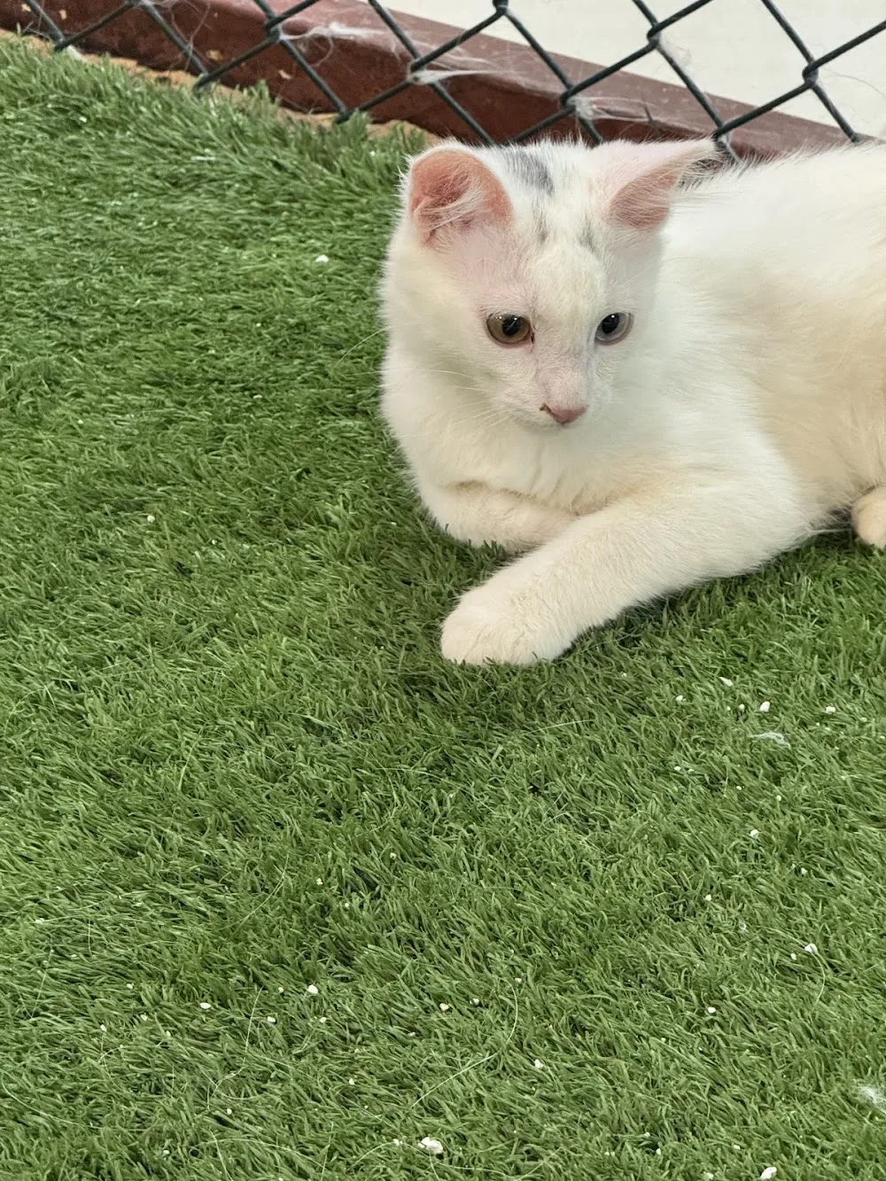 Turkish Van Cat Research Center - Hakkâri pet otel görseli 6
