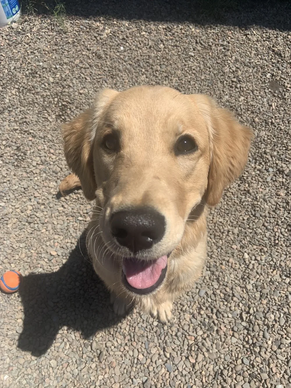 Ace It Canine Academy - Halifax pet otel