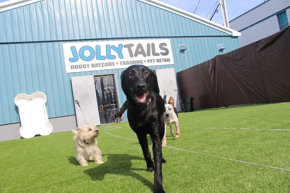 Jollytails Lady Hammond - Halifax pet otel görseli 3