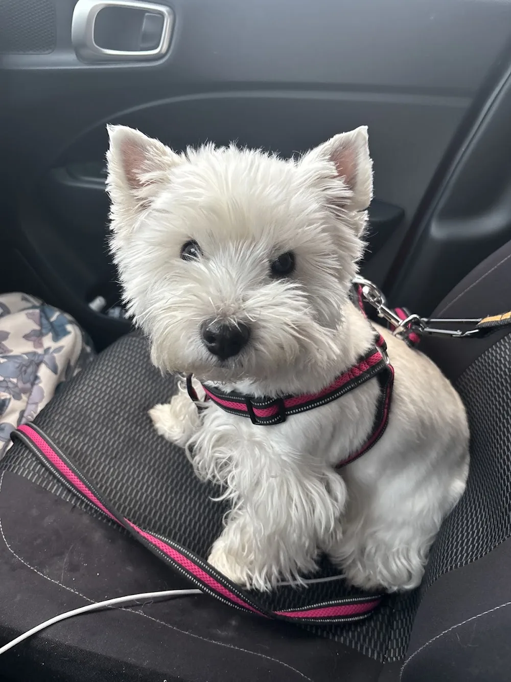 Paws@Home Pet Sitting - Halifax pet otel