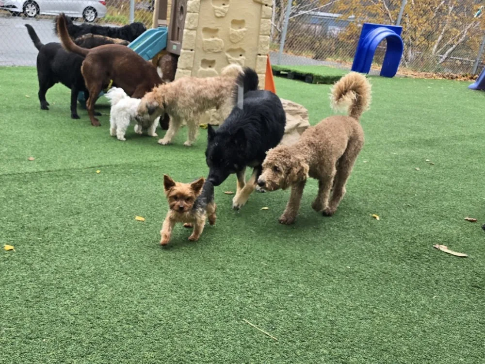 Playful Pups Doghouse Adventures - Halifax pet otel