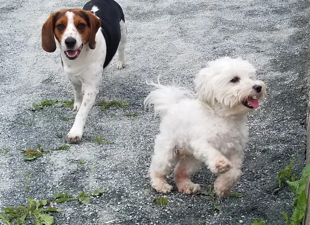 Playful Pups Doghouse Adventures - Halifax pet otel görseli 3