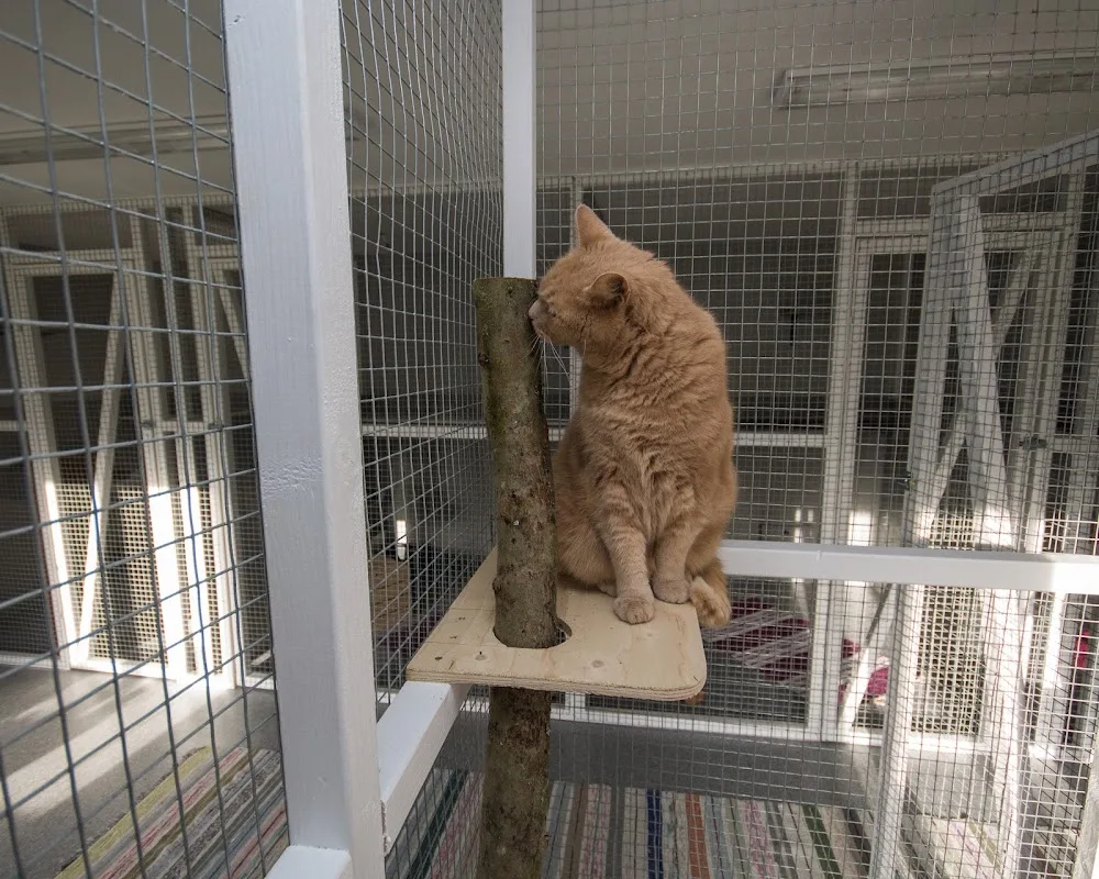 Axtorna Kattpensionat Halland - Halland pet otel görseli 3