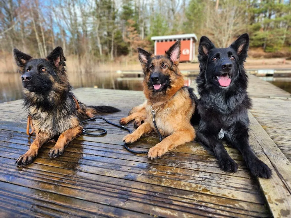 Ebbarps Hundpensionat & Dagis - Halland pet otel görseli 3