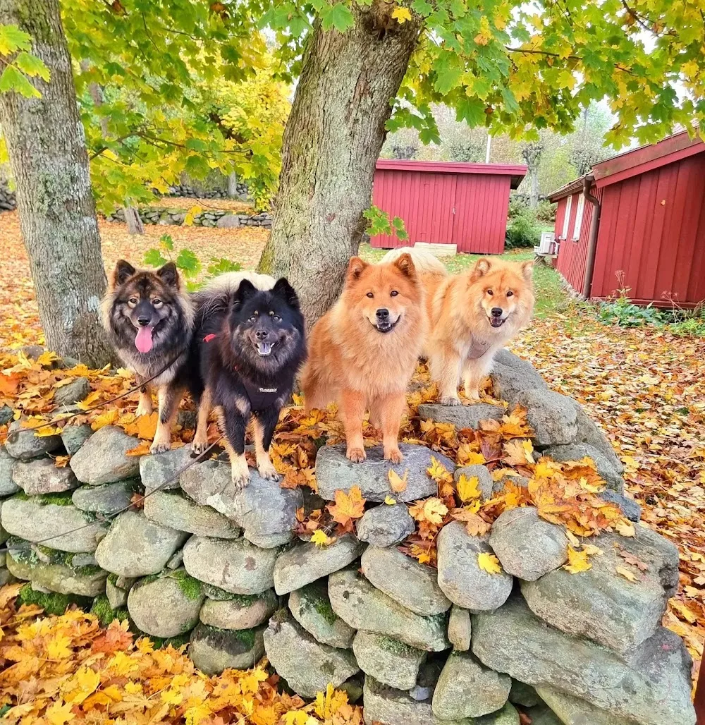 Fridlyckans Kennel - Halland pet otel görseli 3