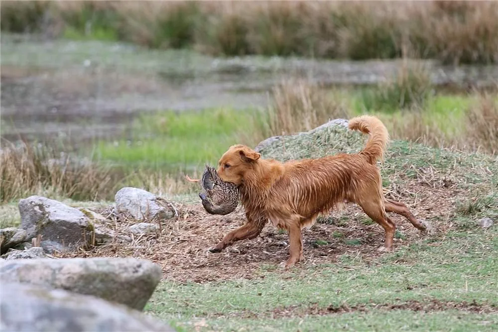 Kennel Tollskoj - Halland pet otel görseli 3