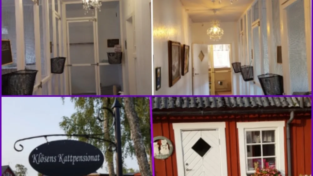 Klösens cattery - Halland pet otel görseli 2