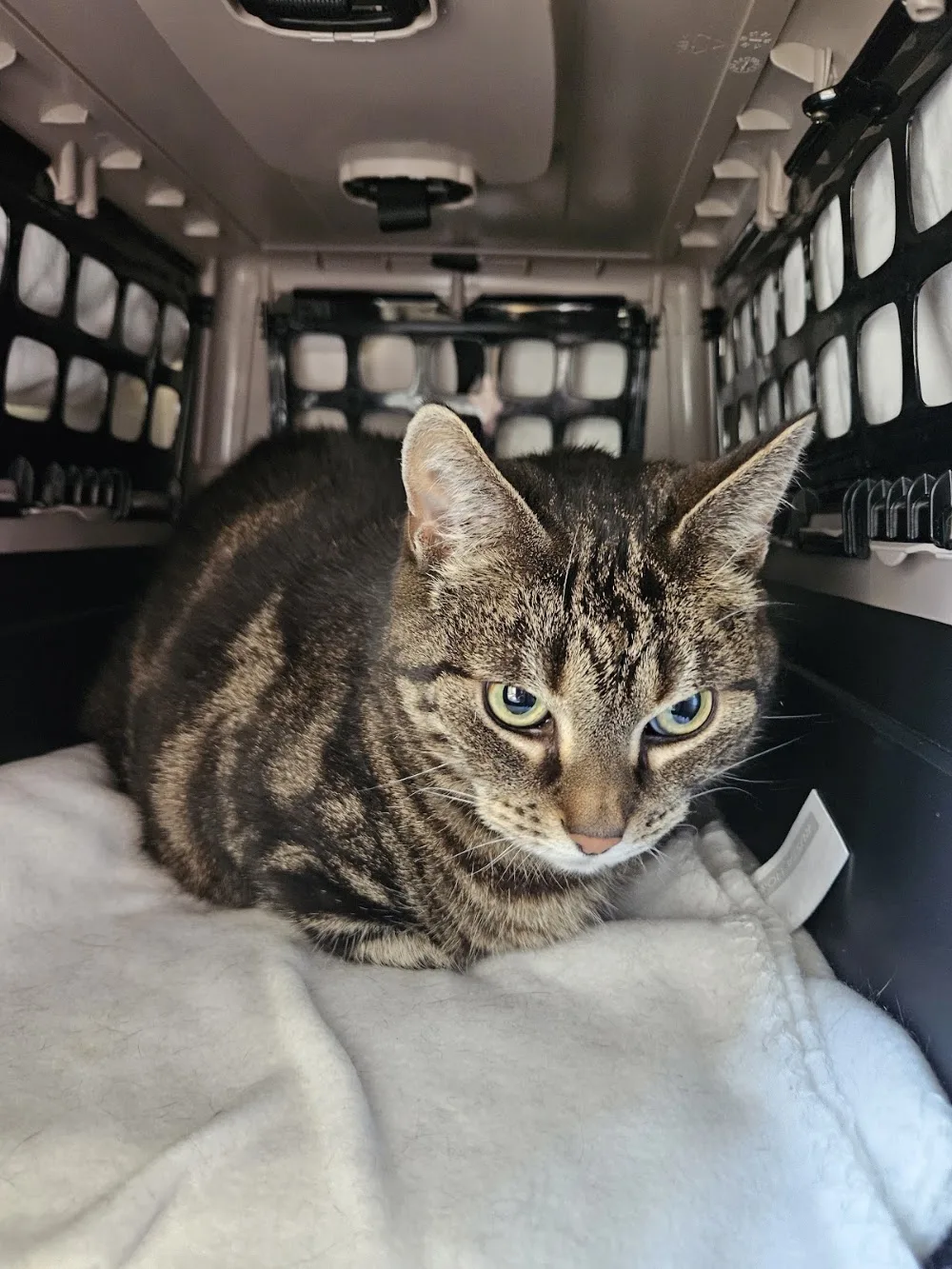 Klösens cattery - Halland pet otel görseli 3